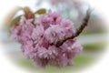 Cherry blossoms Prunus serrulata ` Kanzan`